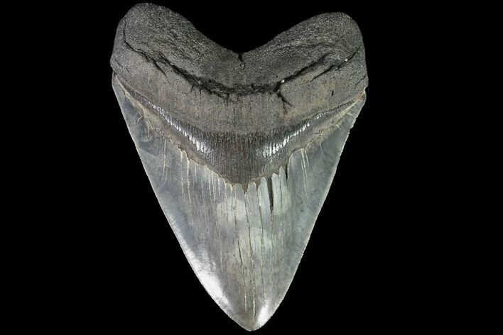 Serrated, Fossil Megalodon Tooth - + Foot Shark #87349